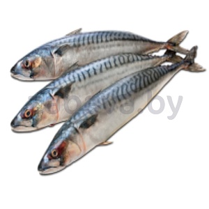 Скумбрия, размерн. ряд 400-600, с/м, 1 кг